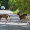 Verkehrsrecht: War der Wildunfall unabwendbar?