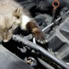 Saisonstart für Marder: Jährlich mehr als 250.000 Schäden an Fahrzeugen 