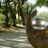Warnung vor Crashs mit Wildtieren: Mehr als 750 Unfälle täglich