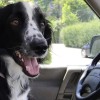 Hitze als Todesfalle: Keine Menschen oder Tiere im Fahrzeug zurücklassen!