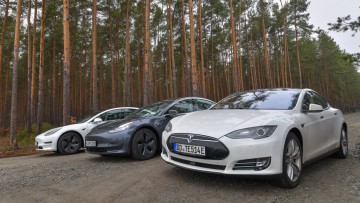 Geplante Tesla-Fabrik: Wald aufforsten, Reptilien umsiedeln