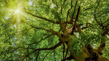 CO2-Sparen im Autohaus: Ein Wald pro Jahr