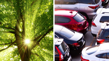 Händlerstimme: Für jedes verkaufte Auto einen Baum pflanzen
