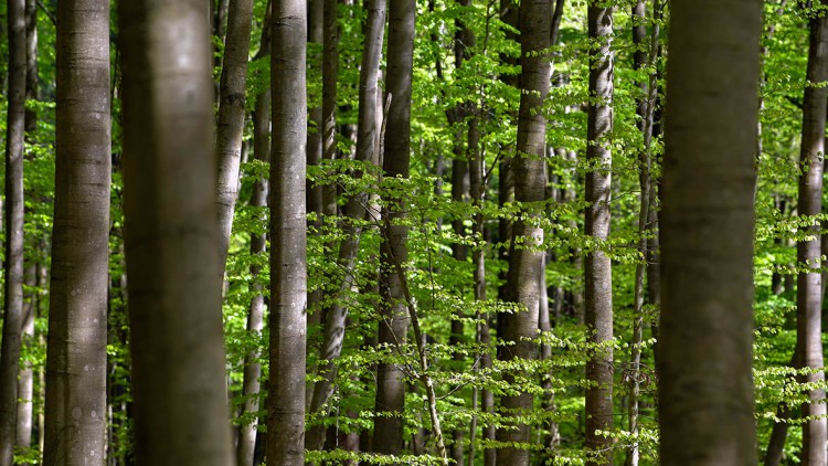 Wald, CO2-Emissionen; klimaneutral; Umweltschutz, CO2-Ziele; Klimaerwärmung