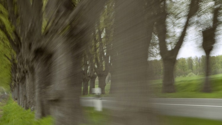 Verkehrssicherheitsrat: Bäume sind oft tödliche Gefahr