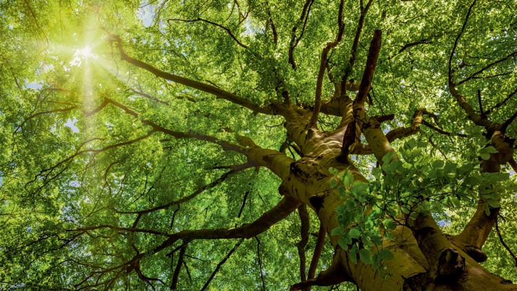 CO2-Sparen im Autohaus: Ein Wald pro Jahr