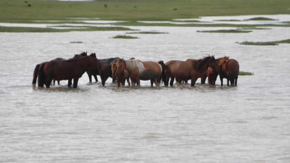 AUTOHAUS Motorradtour 2024 Mongolei